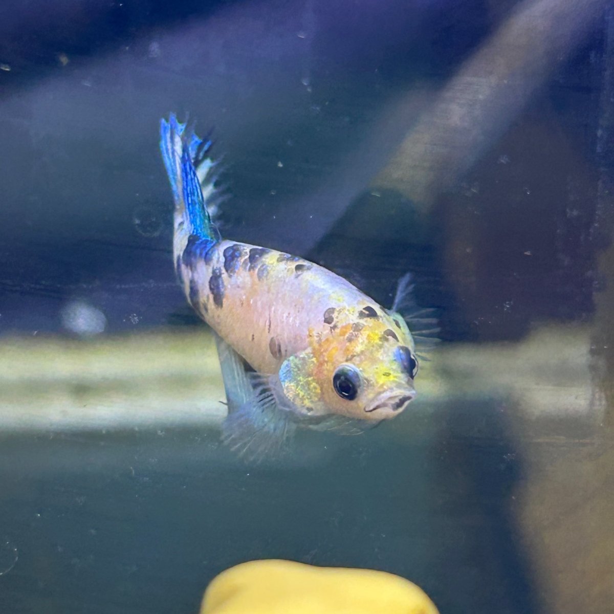 Koi Metallic Crowntail - Female Betta A142 Female betta