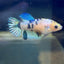 Koi Metallic Crowntail - Female Betta A142 Female betta