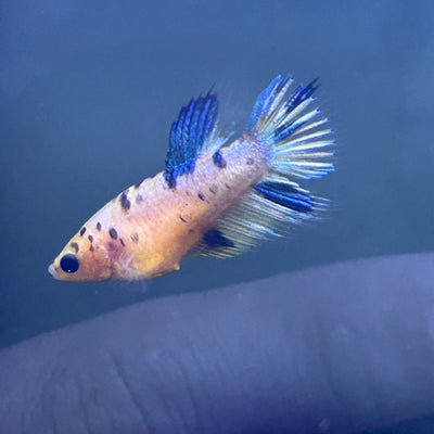 Koi Metallic Crowntail - Female Betta A142 Female betta