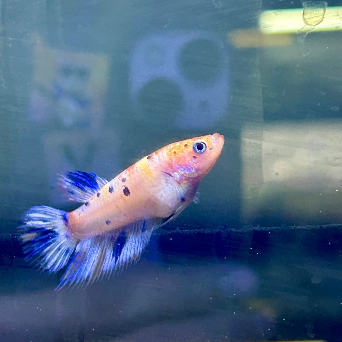 Koi Metallic Crowntail - Female Betta N51 Female betta