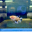 Koi Metallic Crowntail - Female Betta N51 Female betta