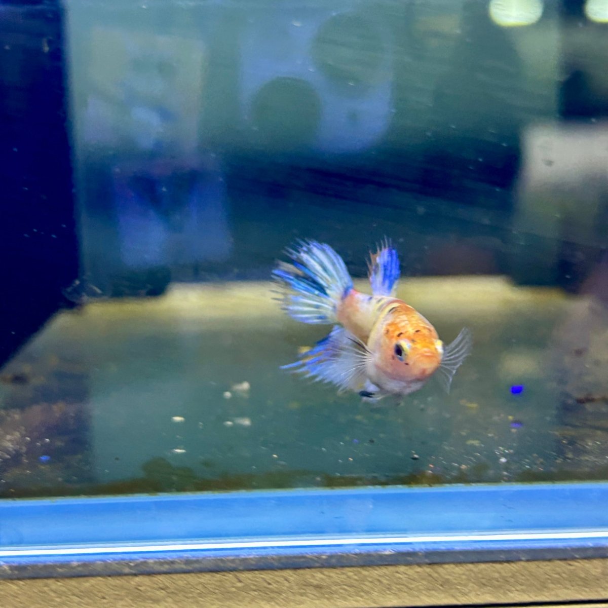 Koi Metallic Crowntail - Female Betta N51 Female betta