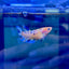 Koi Metallic Crowntail - Female Betta N51 Female betta