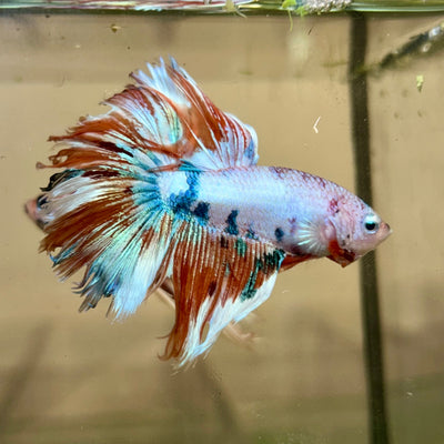 Koi Metallic Halfsun - Male Betta 135