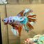 Koi Metallic Halfsun - Male Betta 135