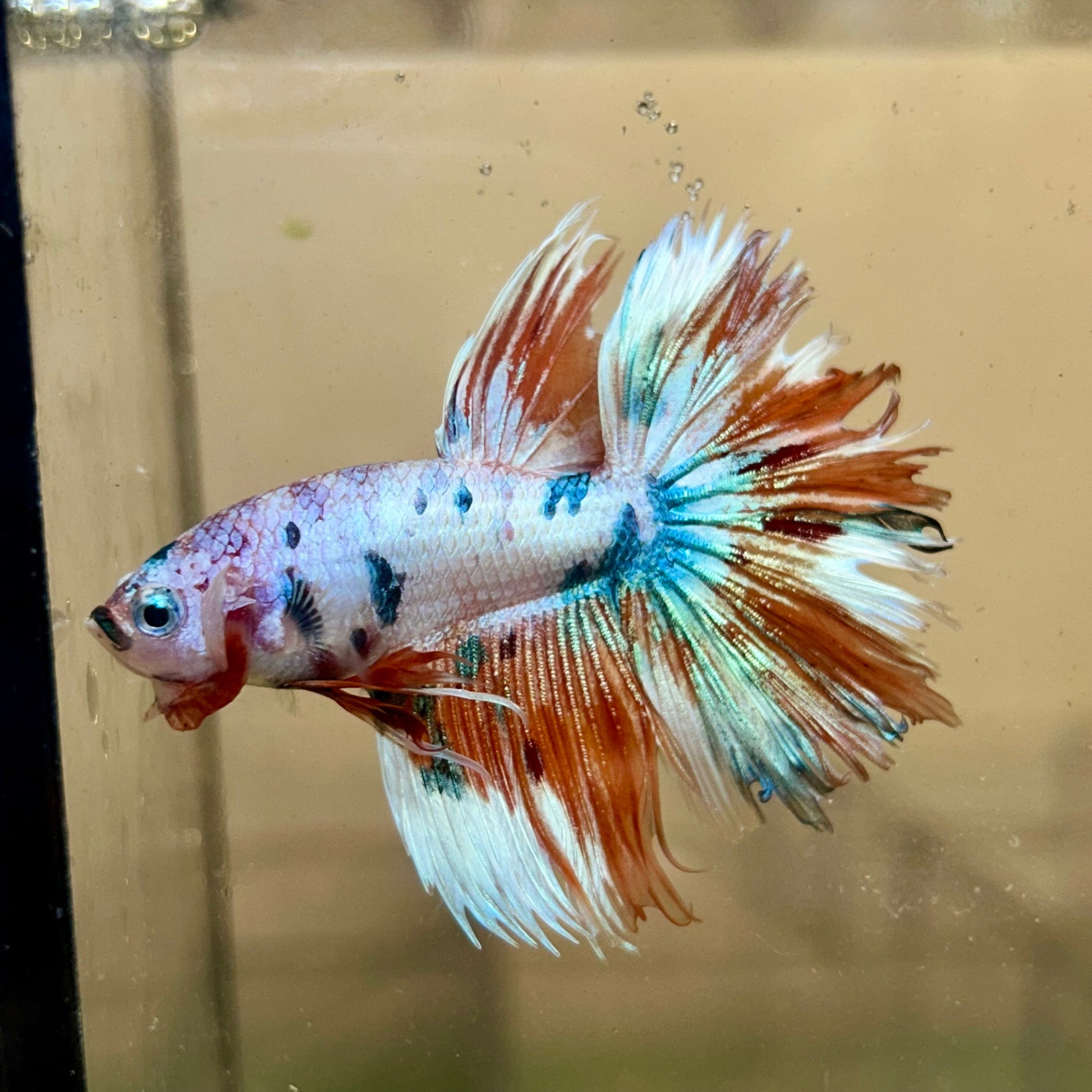 Koi Metallic Halfsun - Male Betta 135