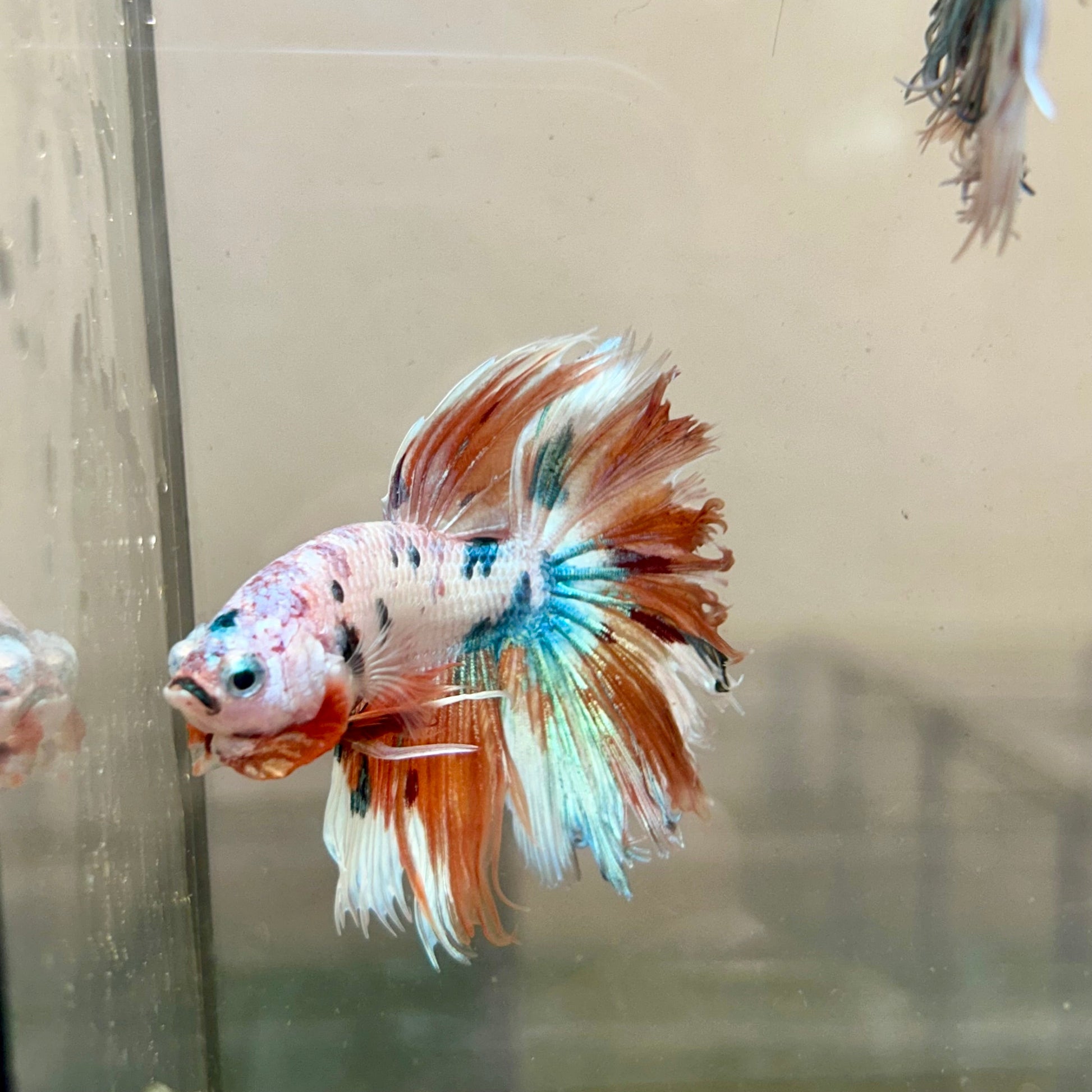 Koi Metallic Halfsun - Male Betta 135