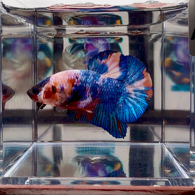 Koi Multicolor A 142 Plakat - Male Betta