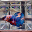 Koi Multicolor A 142 Plakat - Male Betta