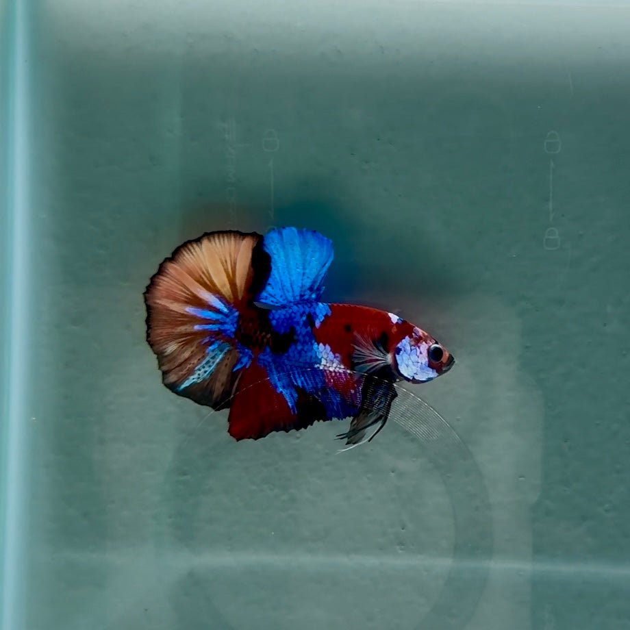Koi Multicolor Best Form S33 Plakat - Male Betta