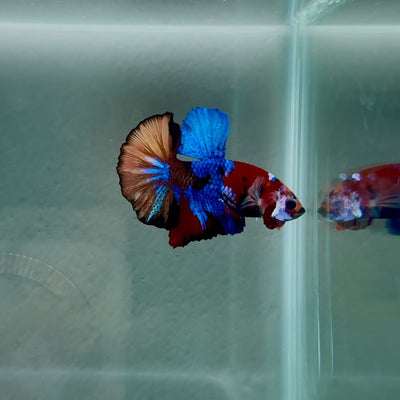 Koi Multicolor Best Form S33 Plakat - Male Betta