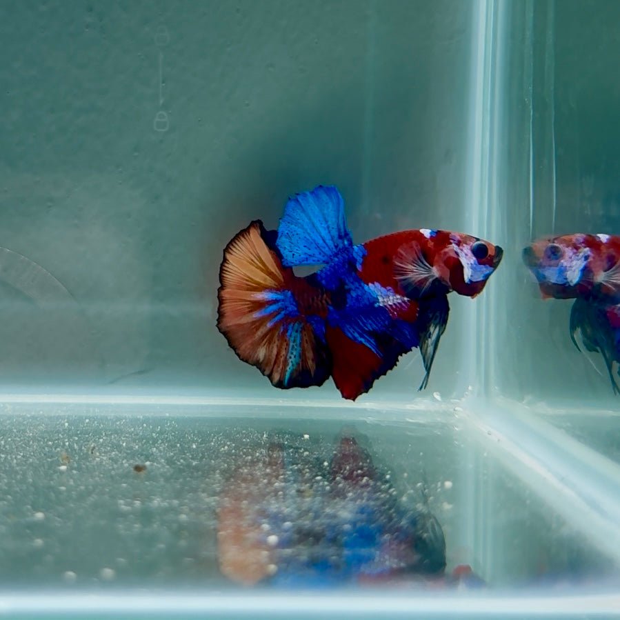 Koi Multicolor Best Form S33 Plakat - Male Betta