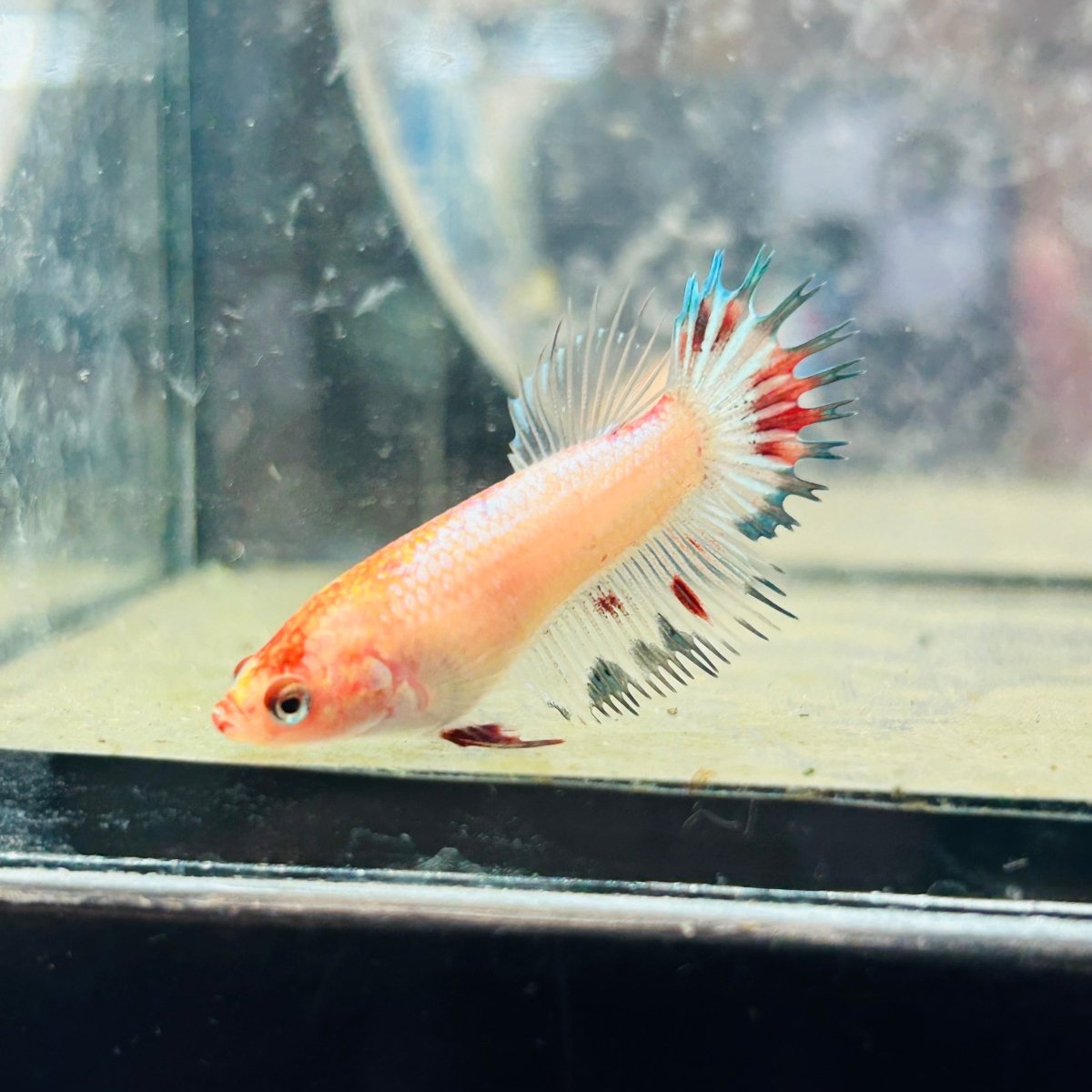 Koi Multicolor Crowntail - Female Betta 021