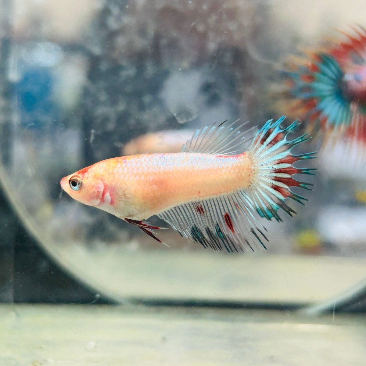 Koi Multicolor Crowntail - Female Betta 021