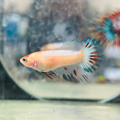 Koi Multicolor Crowntail - Female Betta 021