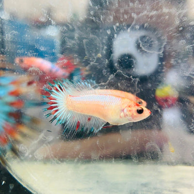 Koi Multicolor Crowntail - Female Betta 021