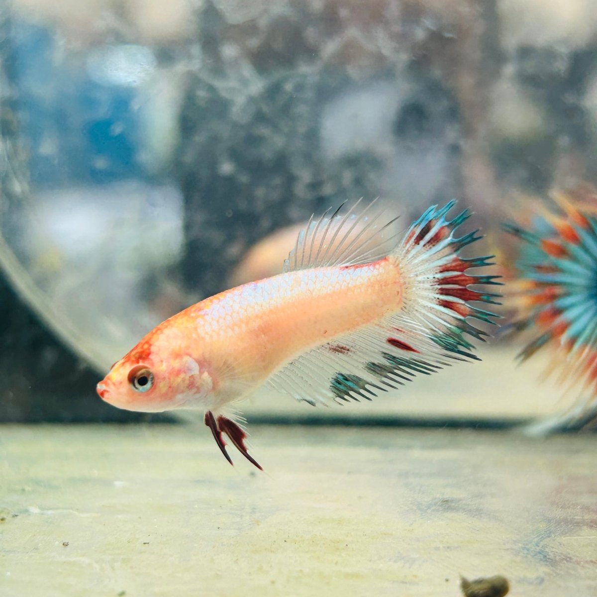Koi Multicolor Crowntail - Female Betta 021