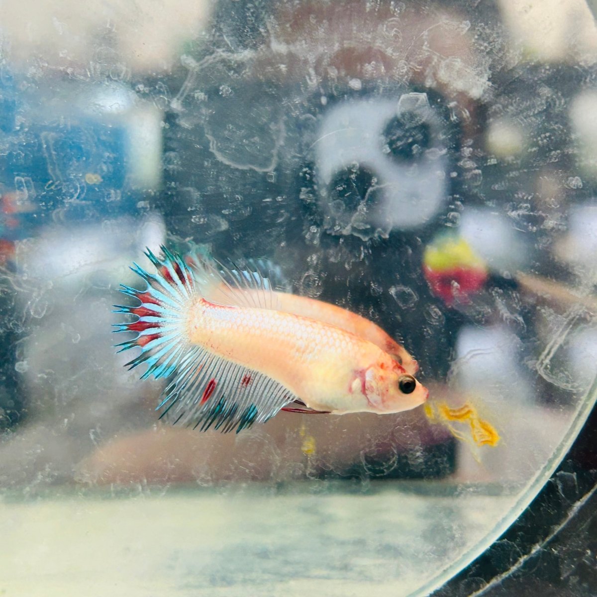 Koi Multicolor Crowntail - Female Betta 021