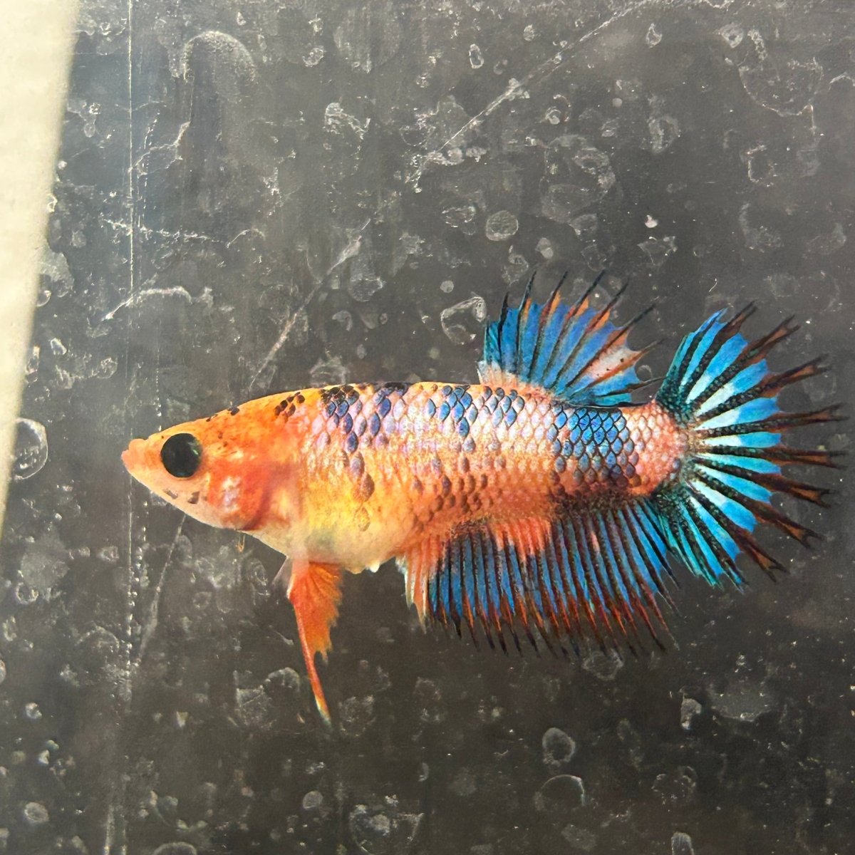 Koi Multicolor Crowntail - Female Betta 050