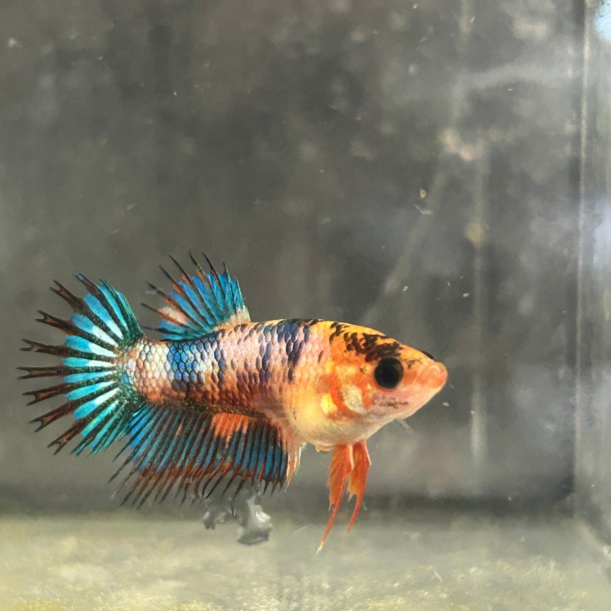 Koi Multicolor Crowntail - Female Betta 050