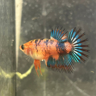 Koi Multicolor Crowntail - Female Betta 050