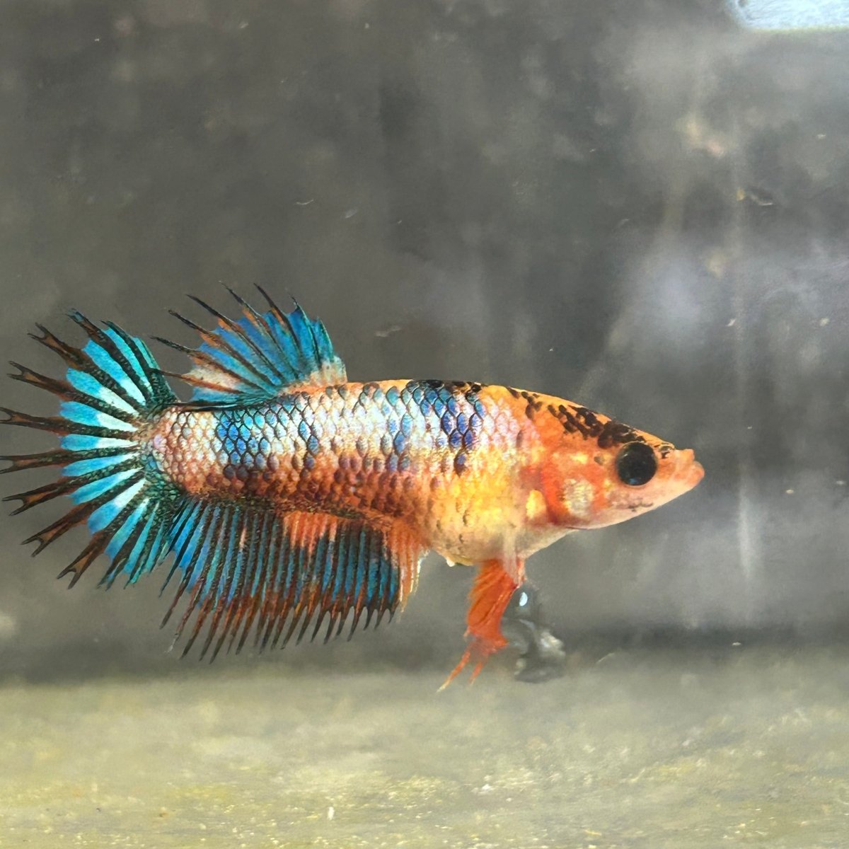 Koi Multicolor Crowntail - Female Betta 050
