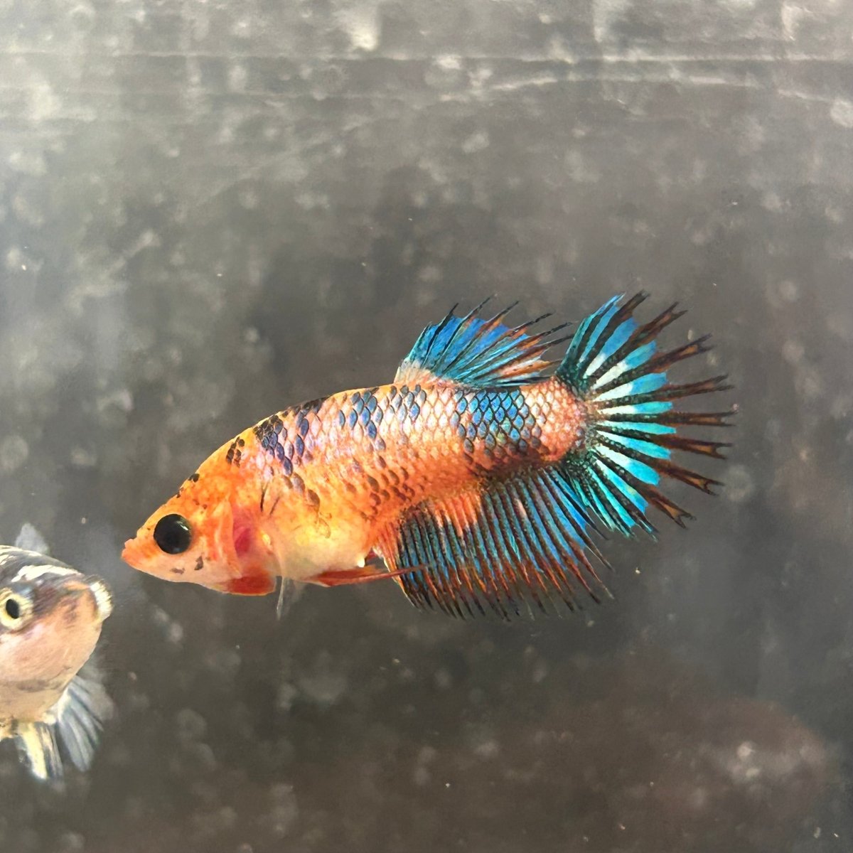 Koi Multicolor Crowntail - Female Betta 050