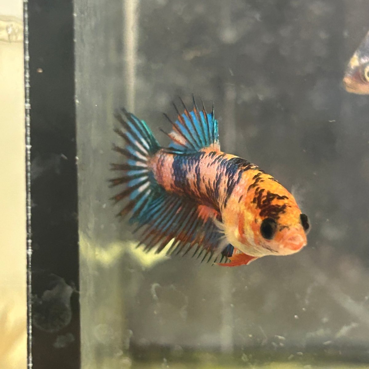 Koi Multicolor Crowntail - Female Betta 050