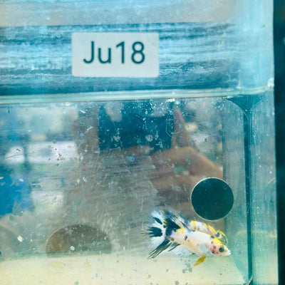 Koi Multicolor Crowntail - Female Betta JU18 Female betta