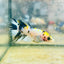 Koi Multicolor Crowntail - Female Betta JU18 Female betta