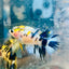 Koi Multicolor Crowntail - Female Betta JU18 Female betta