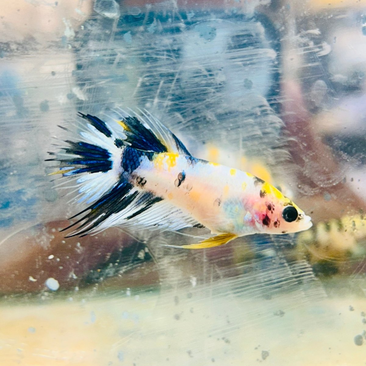 Koi Multicolor Crowntail - Female Betta JU18 Female betta