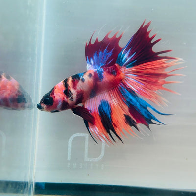 Koi Multicolor Crowntail Halfmoon A149 - Male Betta