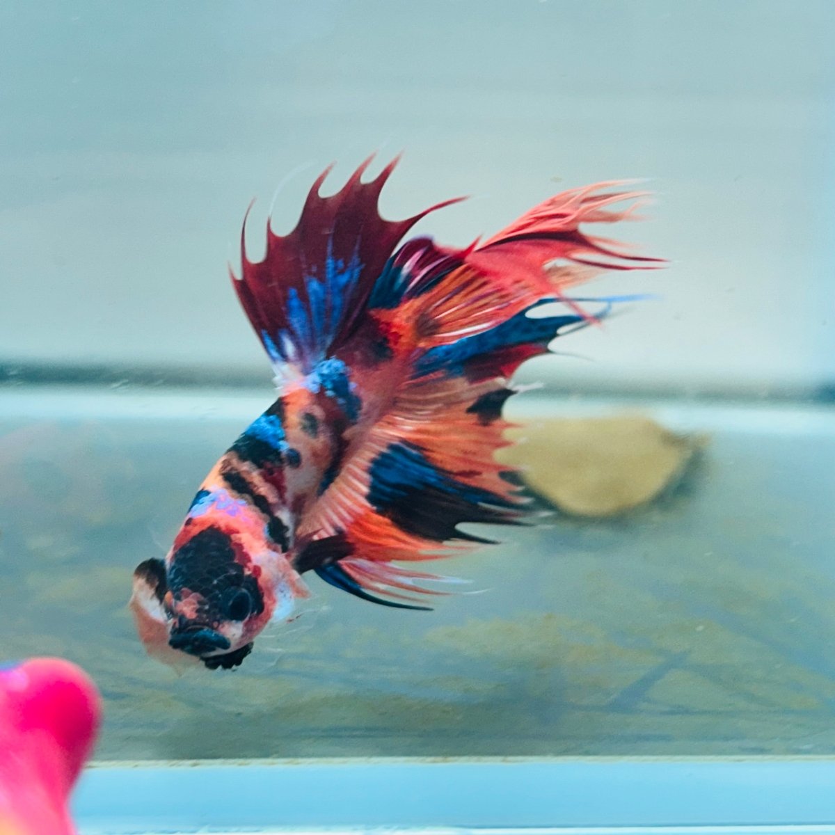 Koi Multicolor Crowntail Halfmoon A149 - Male Betta
