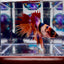 Koi Multicolor Crowntail Halfmoon A149 - Male Betta