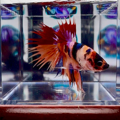 Koi Multicolor Crowntail Halfmoon A149 - Male Betta