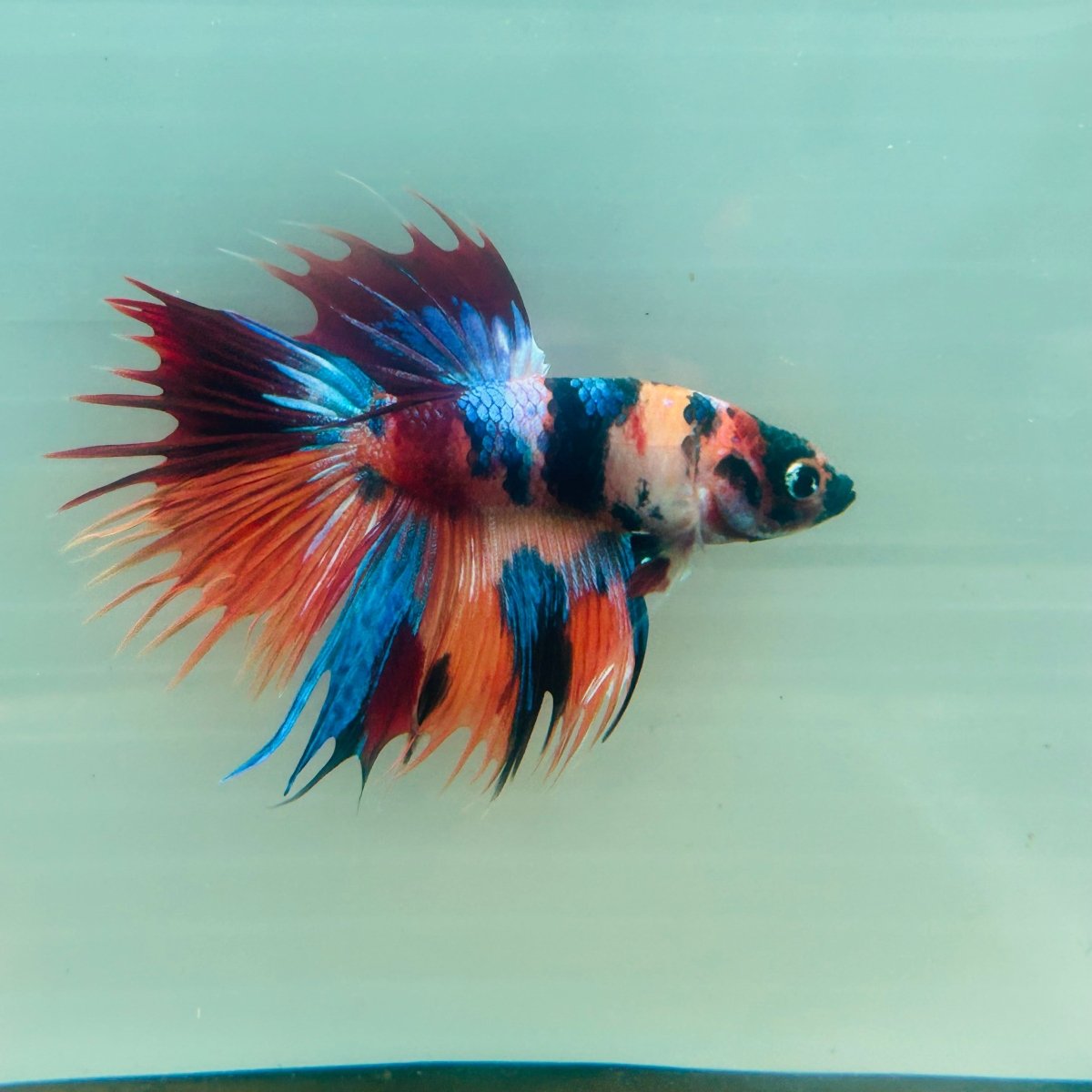 Koi Multicolor Crowntail Halfmoon A149 - Male Betta