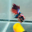 Koi Multicolor Crowntail Halfmoon A149 - Male Betta