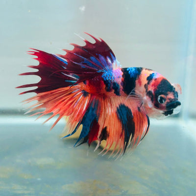 Koi Multicolor Crowntail Halfmoon A149 - Male Betta