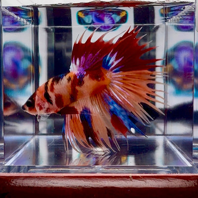 Koi Multicolor Crowntail Halfmoon A149 - Male Betta