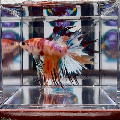 Koi Multicolor Crowntail Halfmoon A81 - Male Betta