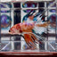 Koi Multicolor Crowntail Halfmoon A81 - Male Betta