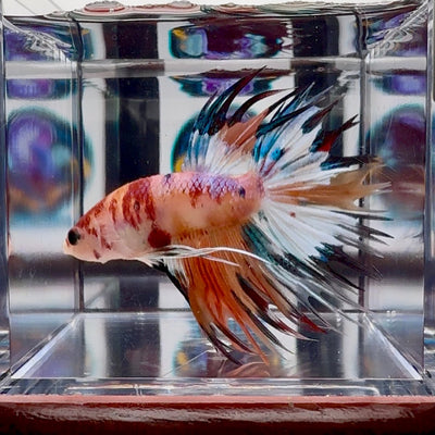 Koi Multicolor Crowntail Halfmoon A81 - Male Betta