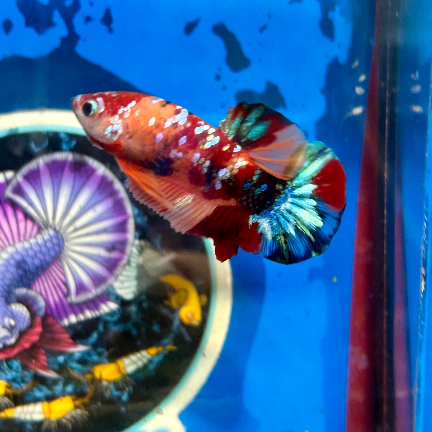 Koi Multicolor Galaxy Plakat - Male Betta 083