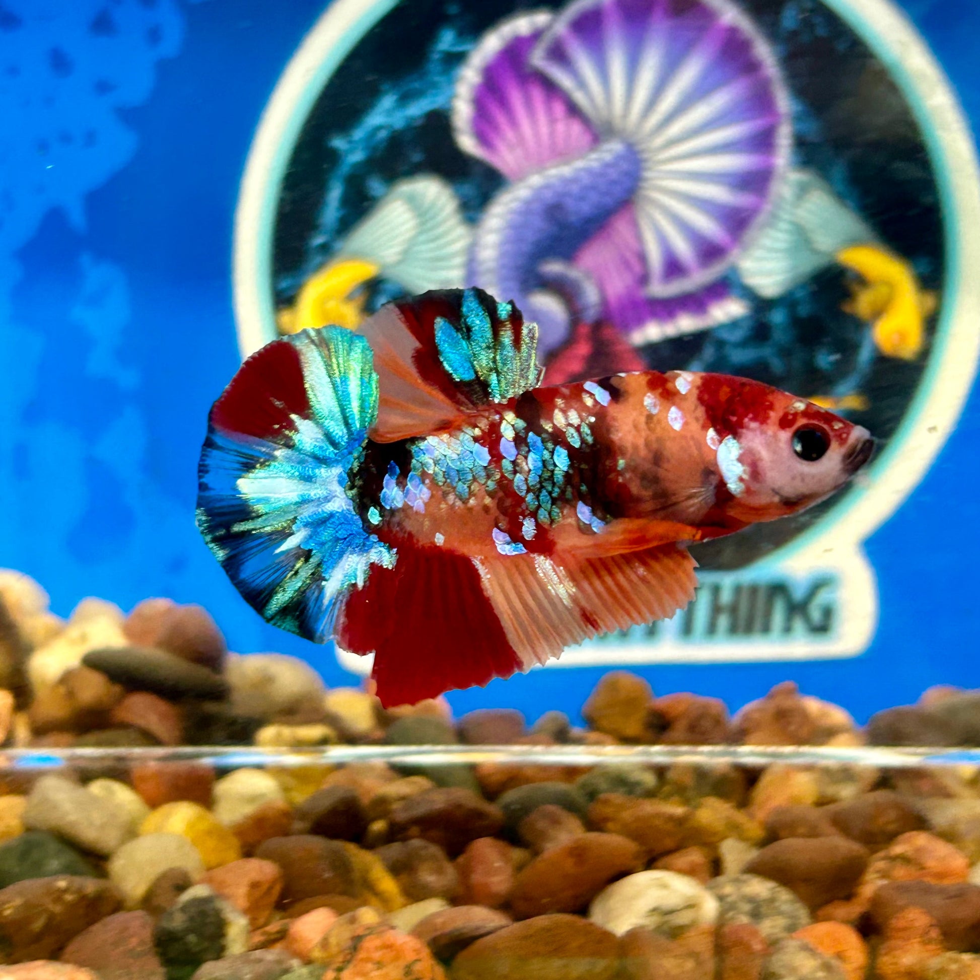 Koi Multicolor Galaxy Plakat - Male Betta 083