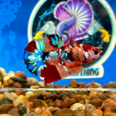 Koi Multicolor Galaxy Plakat - Male Betta 083