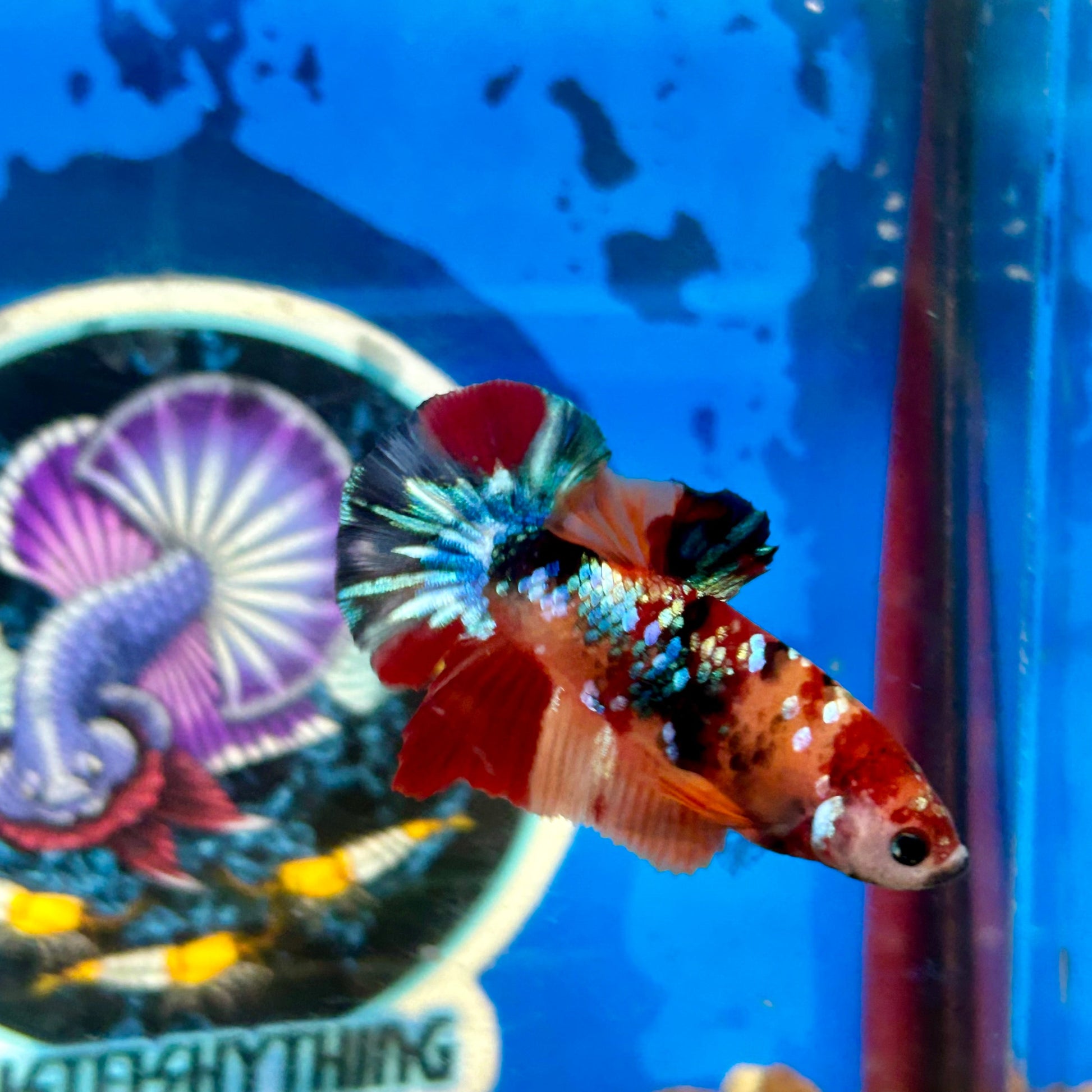 Koi Multicolor Galaxy Plakat - Male Betta 083