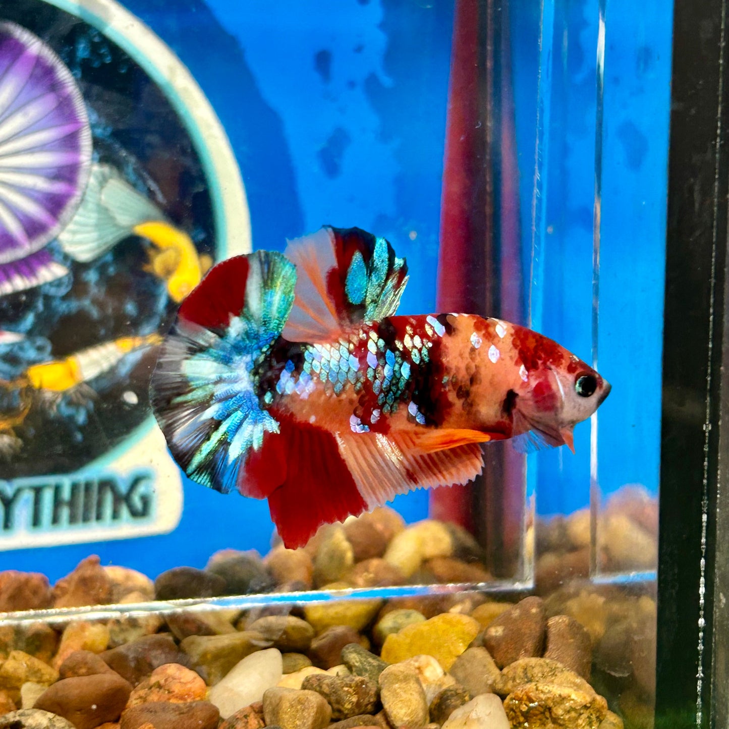 Koi Multicolor Galaxy Plakat - Male Betta 083