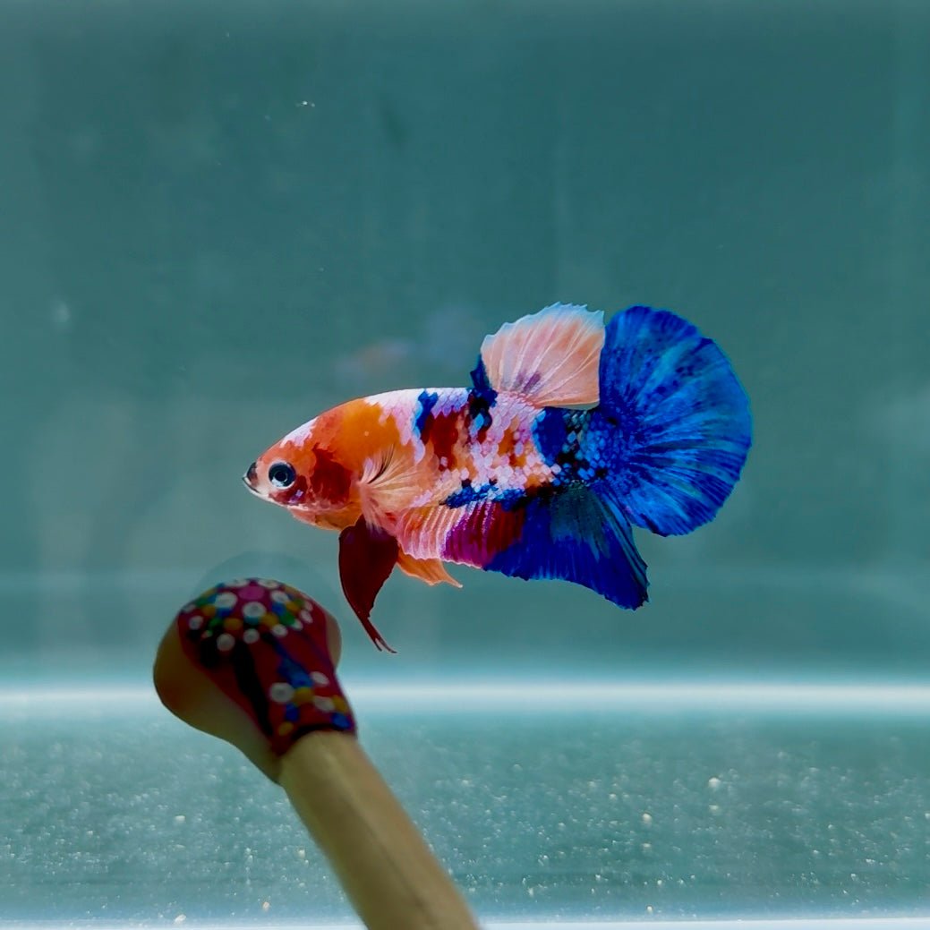 Koi Multicolor Half Orange S17 Plakat - Male Betta