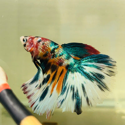 Koi Multicolor Halfmoon - Male Betta A106